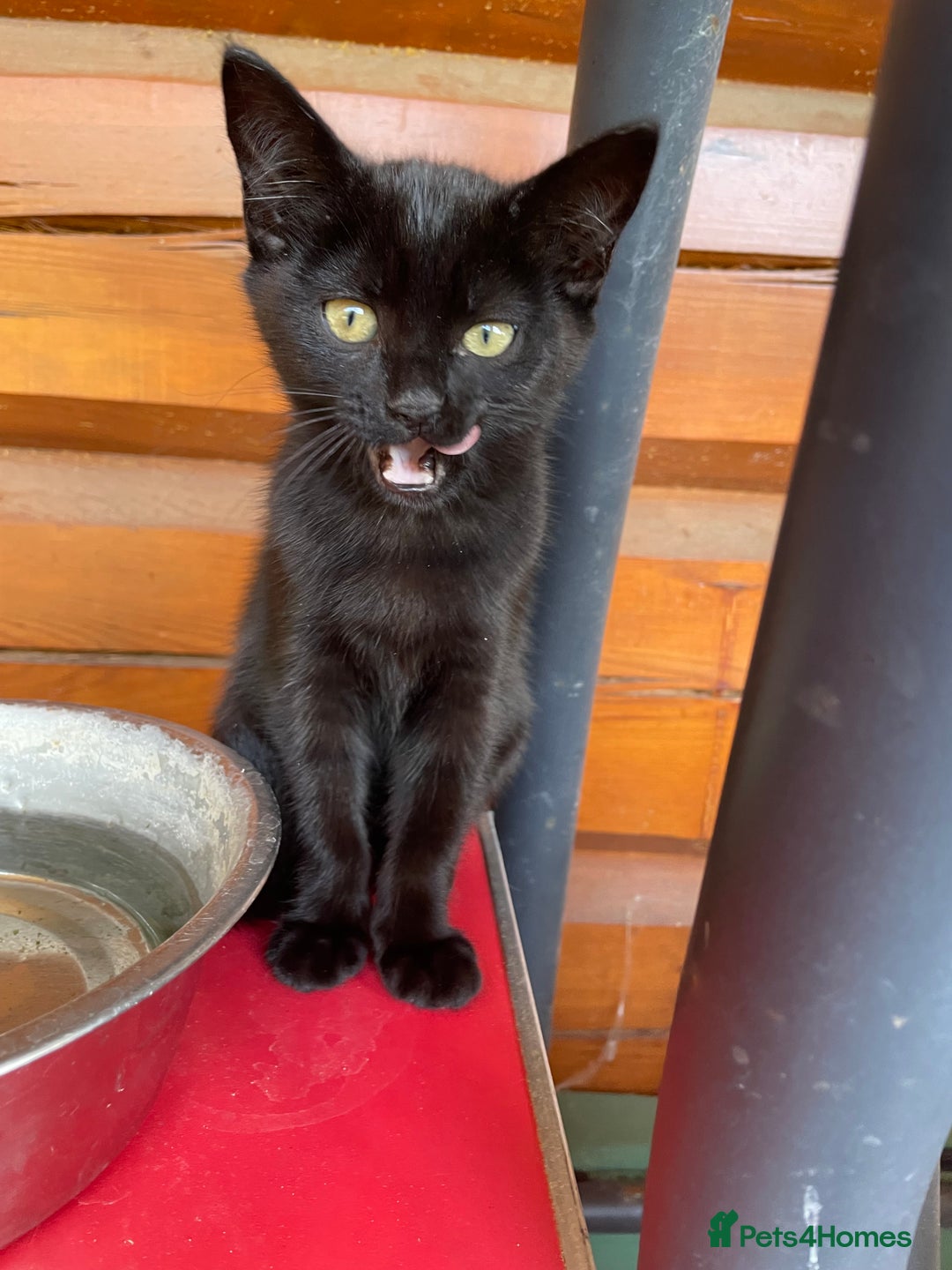 Mixed Breed cats for sale: Ready for forever homes NOW - Image 24