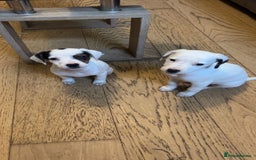 Mixed Breed dogs for sale: Adorable Jack Russell X Puppies - Ready Now - Image 4