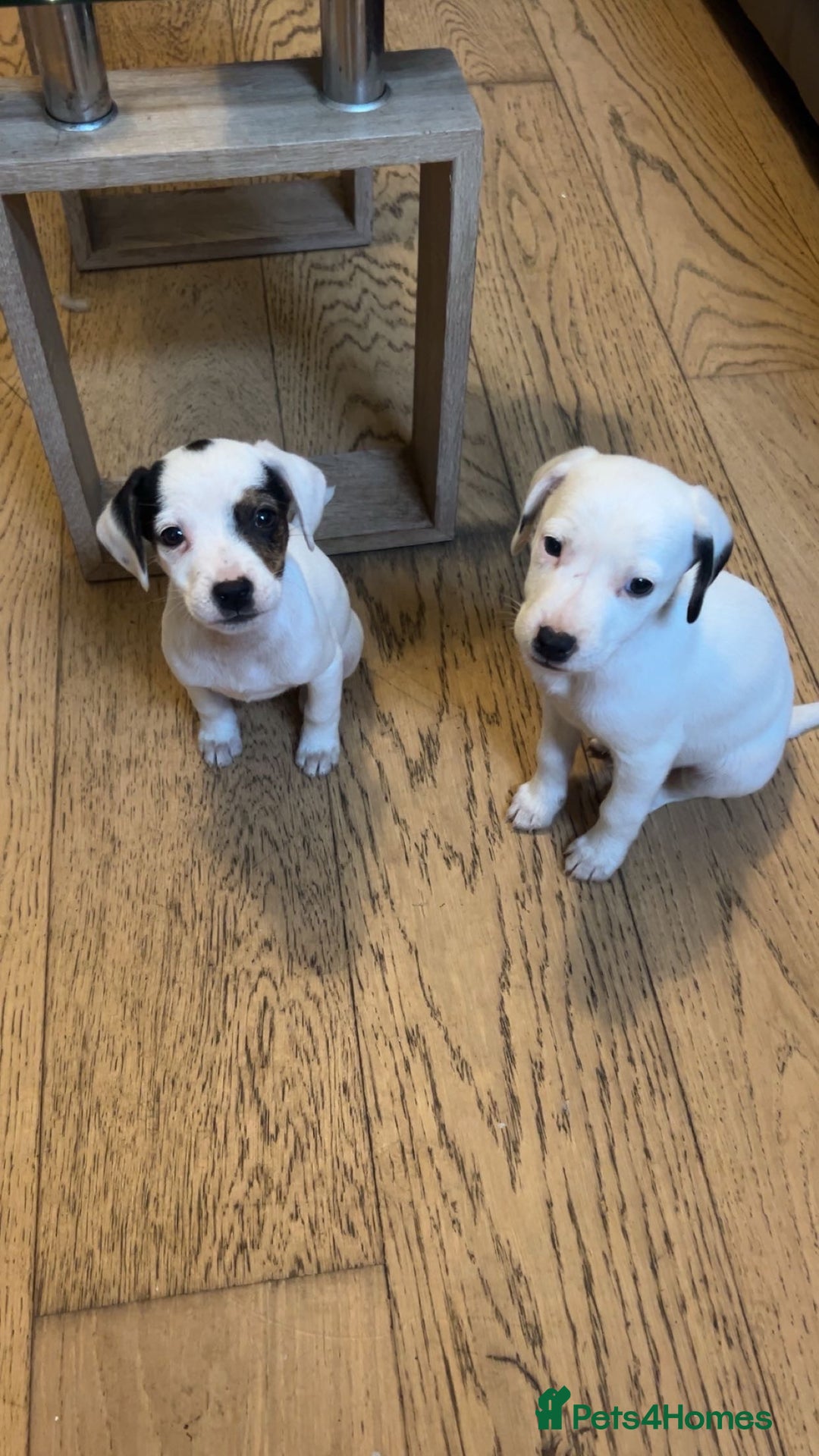 Mixed Breed dogs for sale: Adorable Jack Russell X Puppies - Ready Now - Image 4
