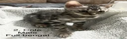 Bengal cats for sale: Full & Half Breed Bengal Kittens  - Advert 4