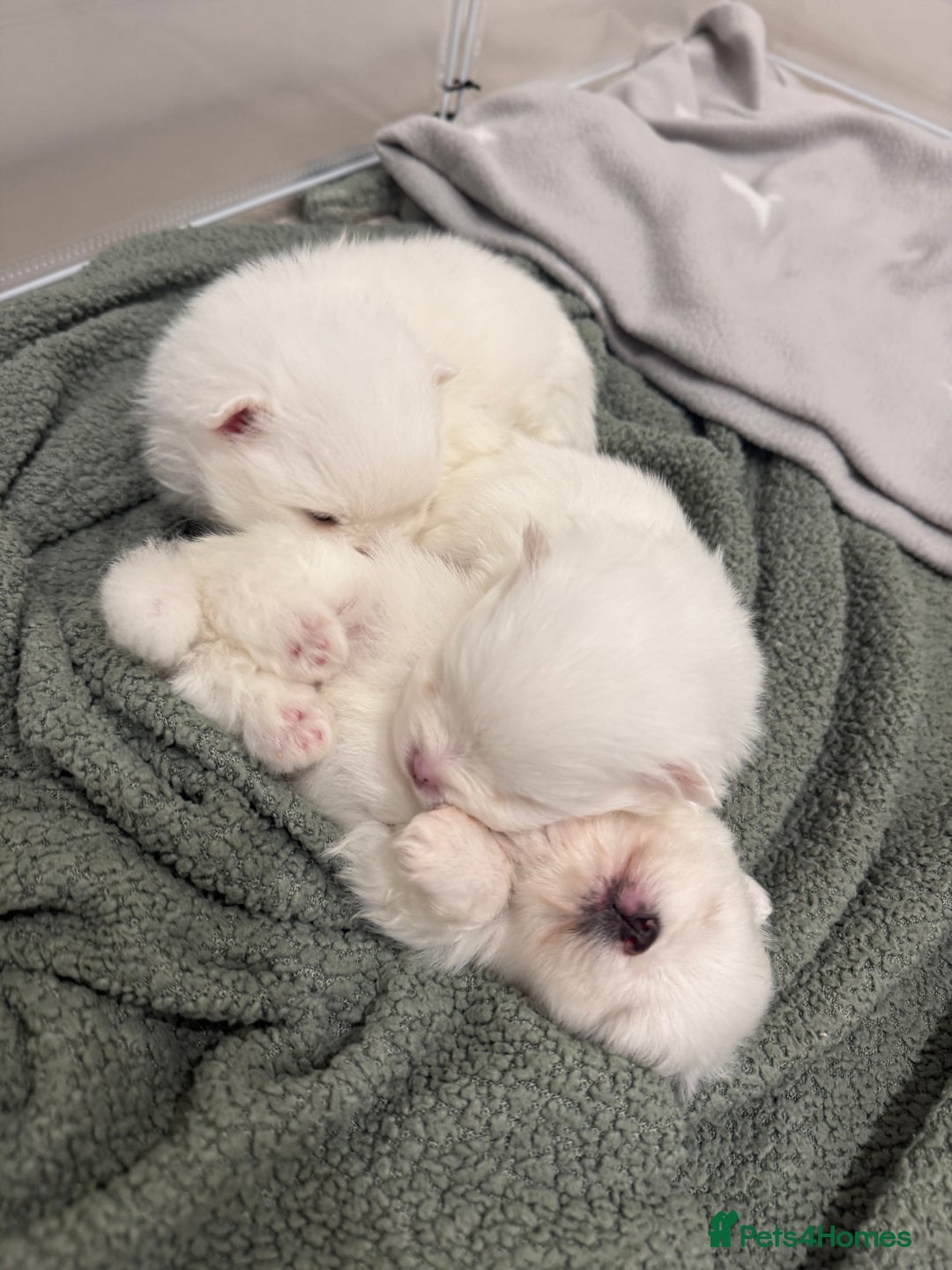 Pomeranian dogs for sale: 4 white pure bred pomerainian puppies - Advert 3