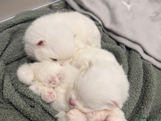 Pomeranian dogs 4 white pure bred pomerainian puppies - Advert 1