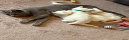 Mixed Breed cats for sale: 3 baby boy Kittens  - Advert 1