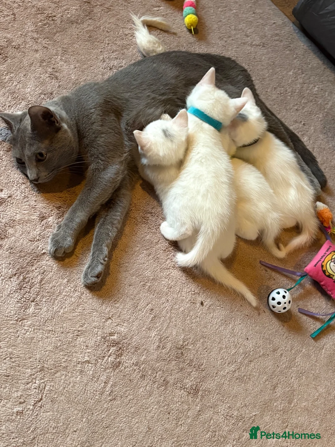 Mixed Breed cats for sale: 3 baby boy Kittens  - Advert 1
