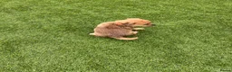 Jack Russell dogs for sale: 7 beautiful jack Russel puppies for sale - Advert 20