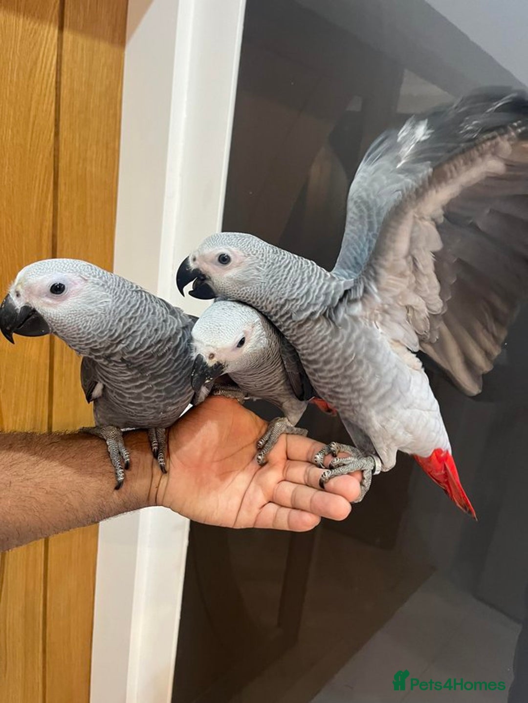 Parrots birds for sale: Super Tame Cuddly African Grey Parrots Ready  - Image 5