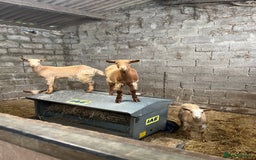 Goats livestock for sale: Golden Guernsey weather kids - Image 1