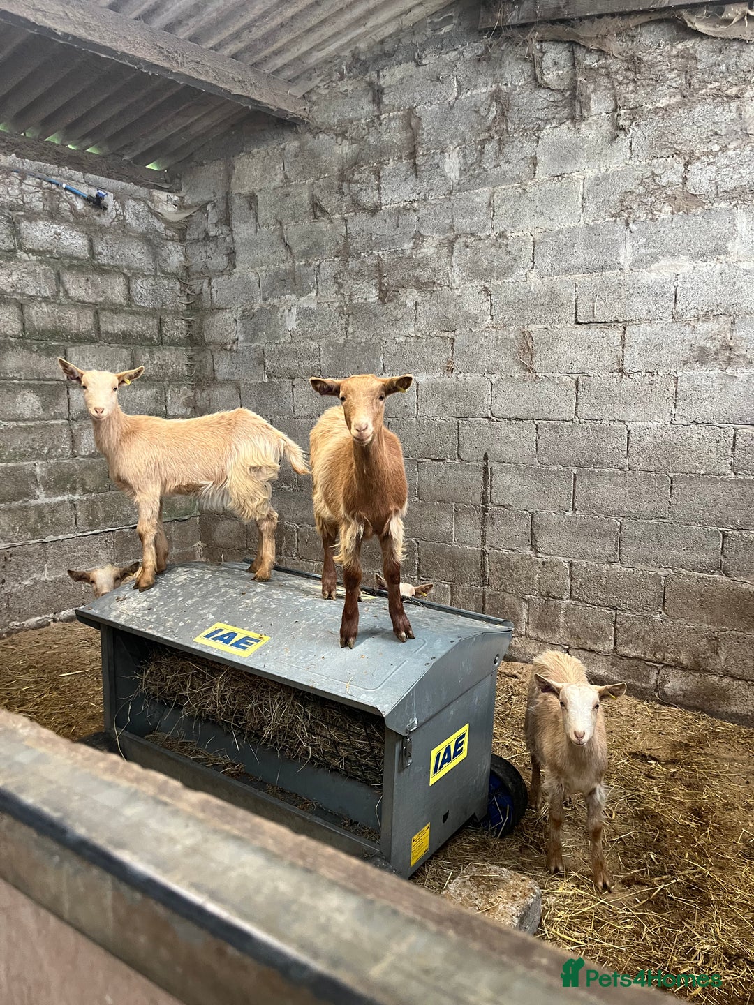 Goats livestock for sale: Golden Guernsey weather kids - Image 1