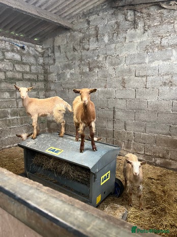 Goats livestock - Advert 7