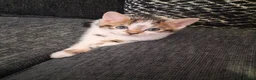 Mixed Breed cats for sale: Mixed bengal kittens - Advert 15