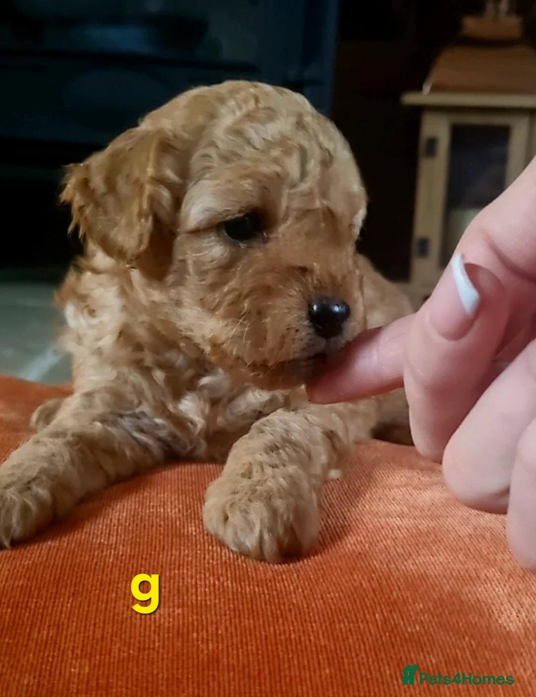 Mixed Breed dogs for sale: 🩷 3/4 poodle puppies 🩵 - Advert 12