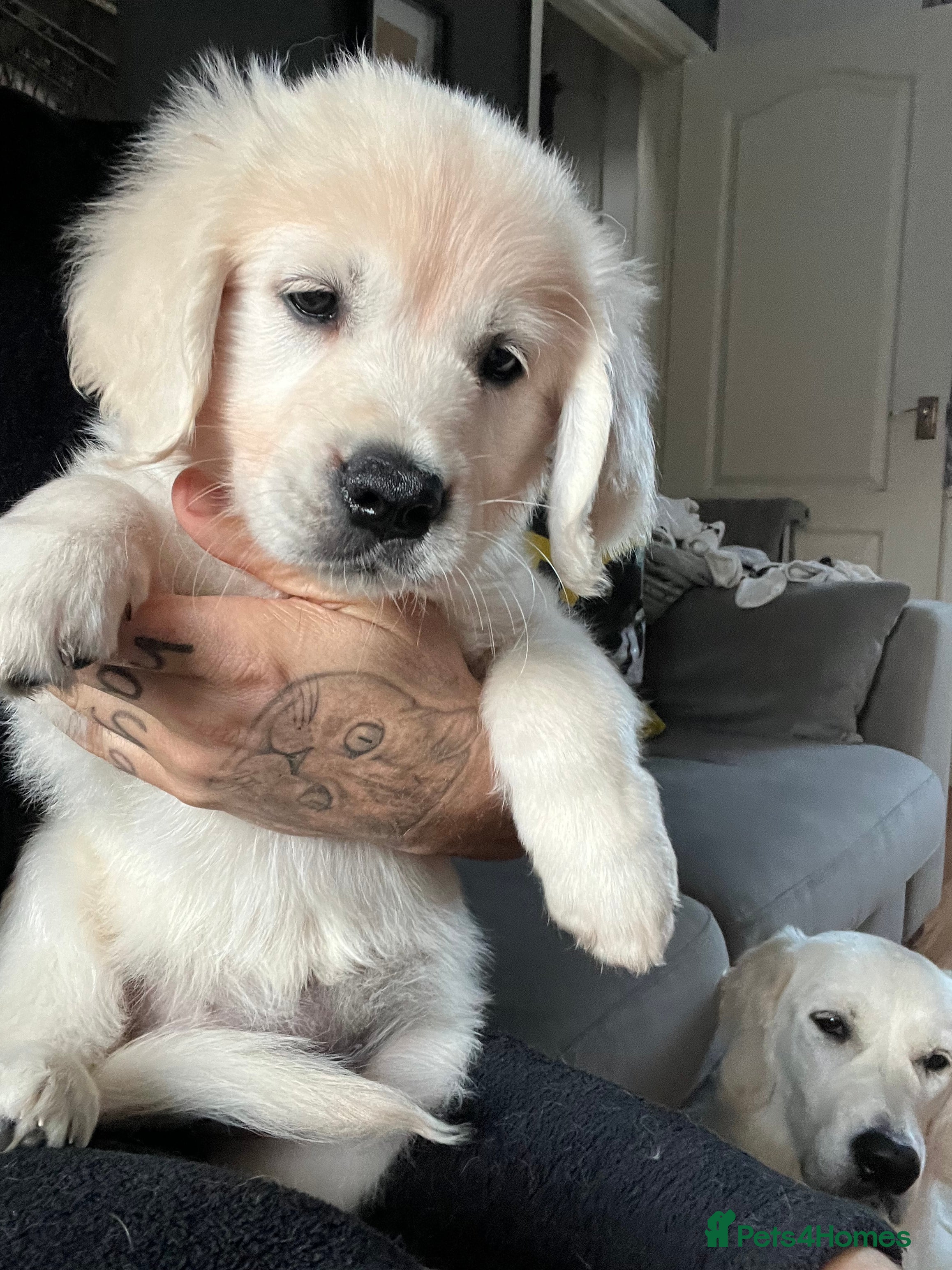 Golden Retriever dogs KC Pure white golden retriever puppies - Advert 2