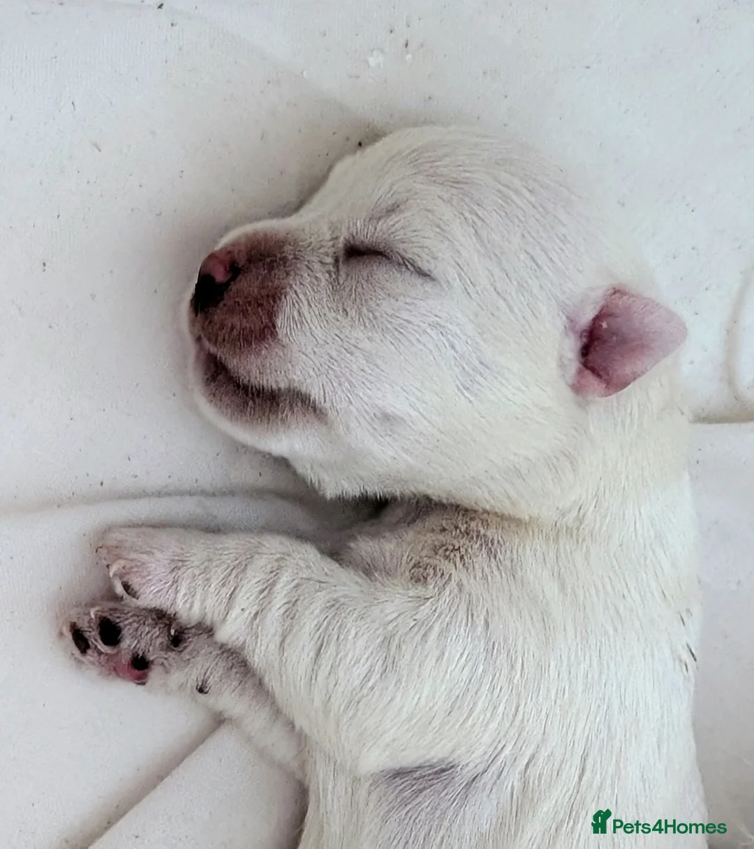 West Highland Terrier dogs for sale: Amazing westie girl looking for a new family.  - Advert 1