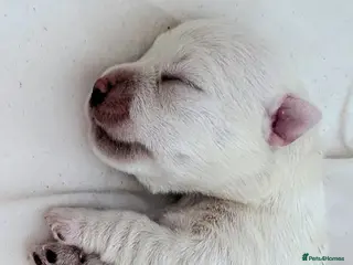 West Highland Terrier dogs Amazing westie girl looking for a new family. - Advert 1