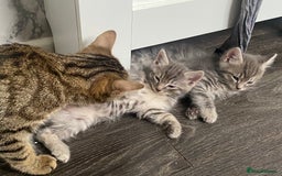 Ragdoll cats for sale: Ragdoll cross tabby kittens  - Advert 2