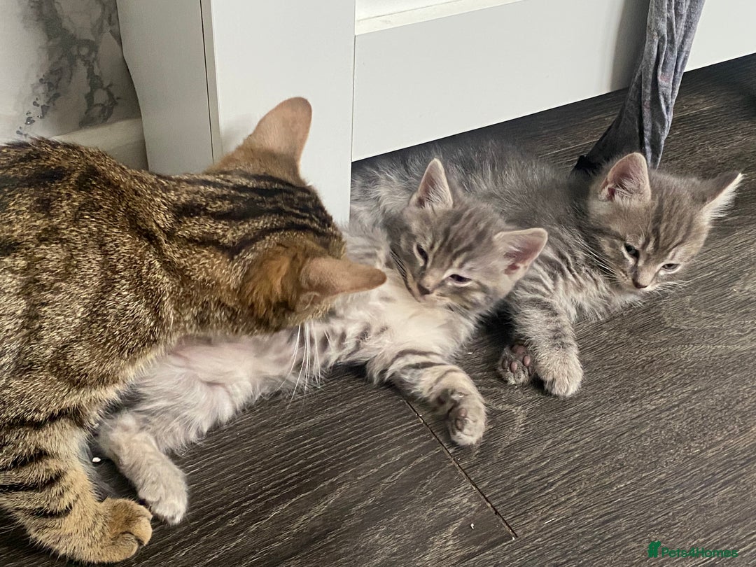 Ragdoll cats for sale: Ragdoll cross tabby kittens  - Advert 2