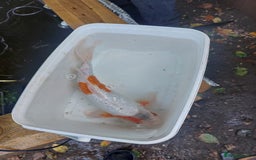 Koi Carp fish for sale: Koi raffle  - Image 2