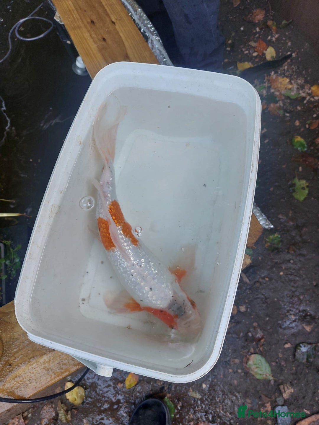 Koi Carp fish for sale: Koi raffle  - Image 2