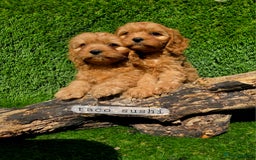 Cavapoo dogs for sale: Ready soon, TOY F1 RED CAVAPOOS DNA CLEAR - Image 1