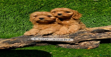 Cavapoo dogs - Advert 11