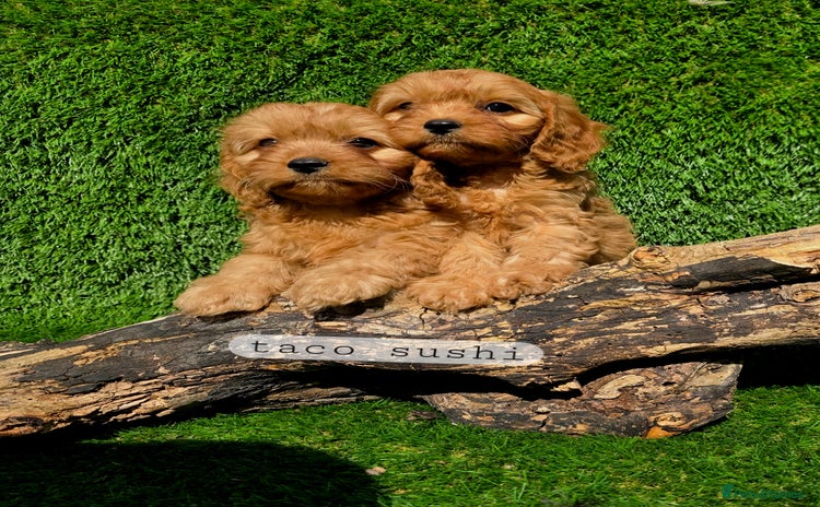 Cavapoo dogs - Advert 2