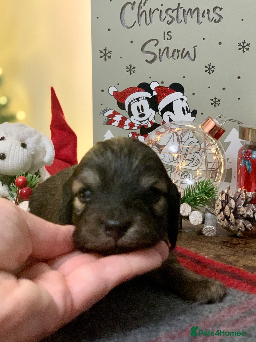 Miniature Dachshund dogs for sale: KC Registered true to type Longhaired mini’s - Advert 8