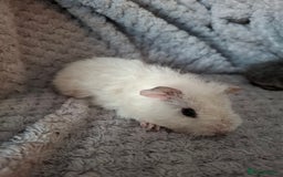 Guinea Pig rodents for sale: Pair of female babies ready now - Advert 5