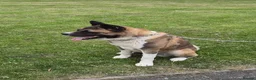 Akita dogs for sale: ⭐ Stunning American Akita – 2.5 Years Old  ⭐ - Advert 3