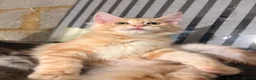 Maine Coon cats for sale: 💖Tica register kitted💖 - Advert 9