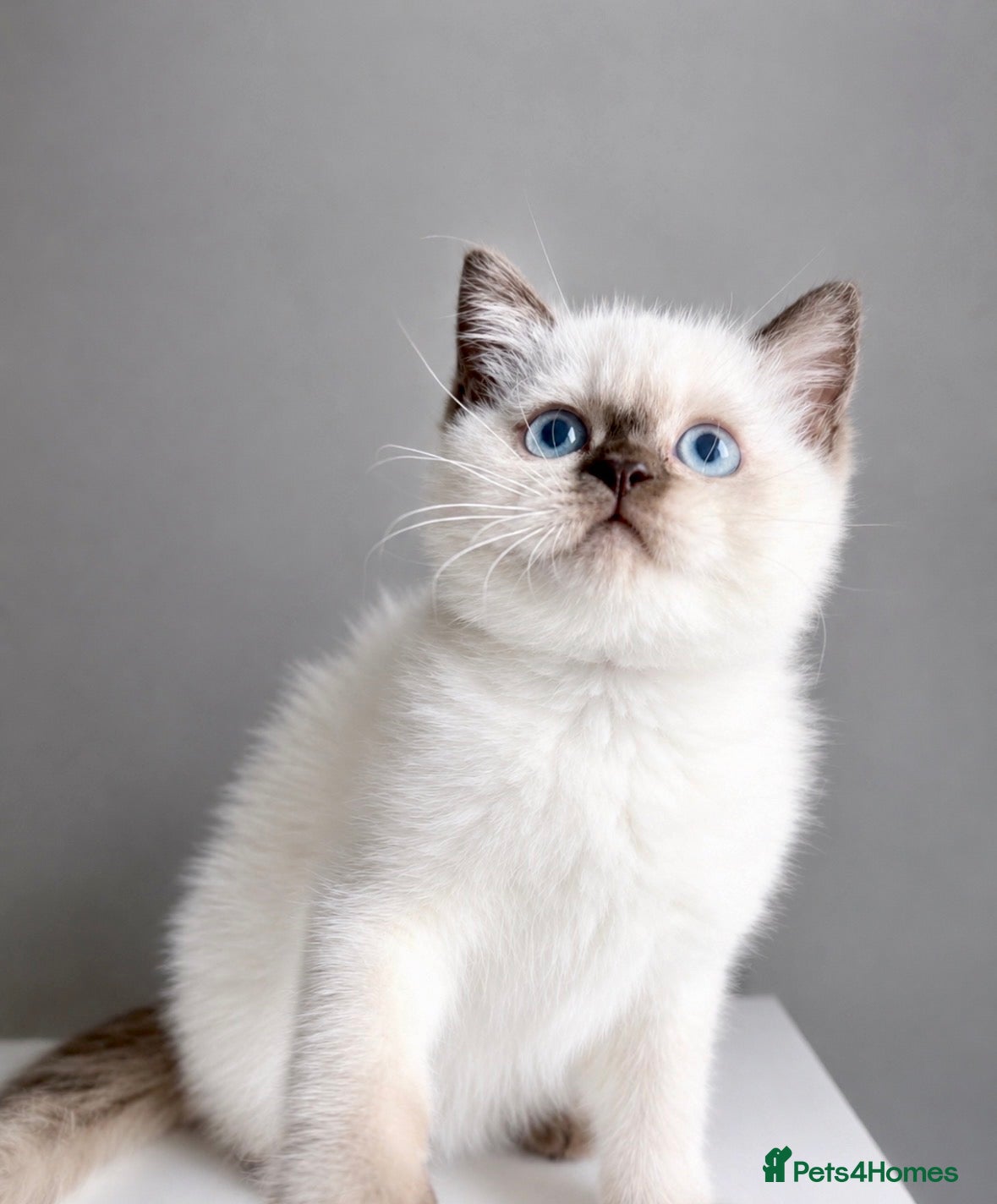 British Shorthair cats British shorthair kittens  - Advert 2