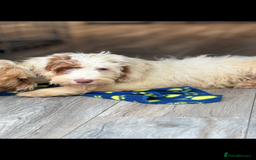 Labradoodle dogs for sale: Fully health tested Multigen puppies - Image 5