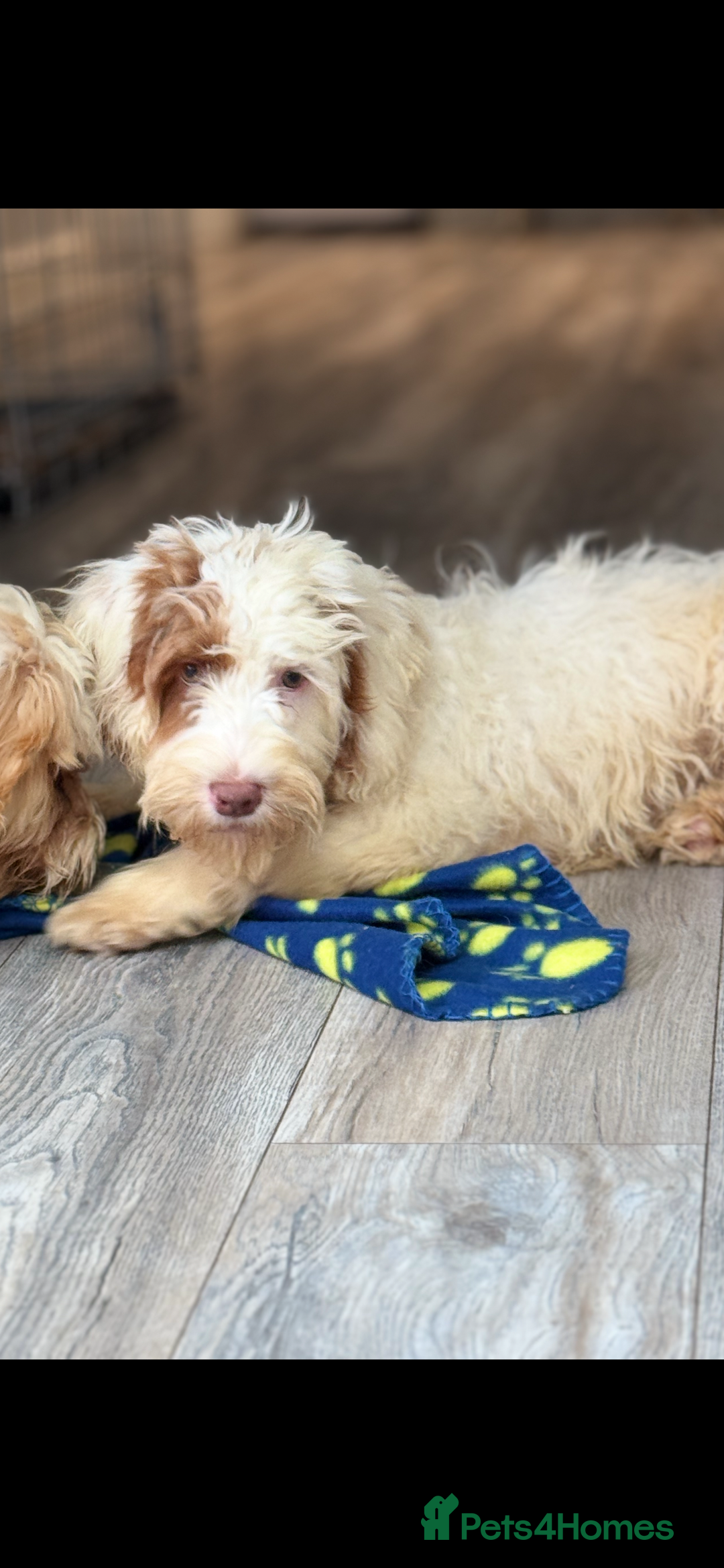 Labradoodle dogs for sale: Fully health tested Multigen puppies - Image 5
