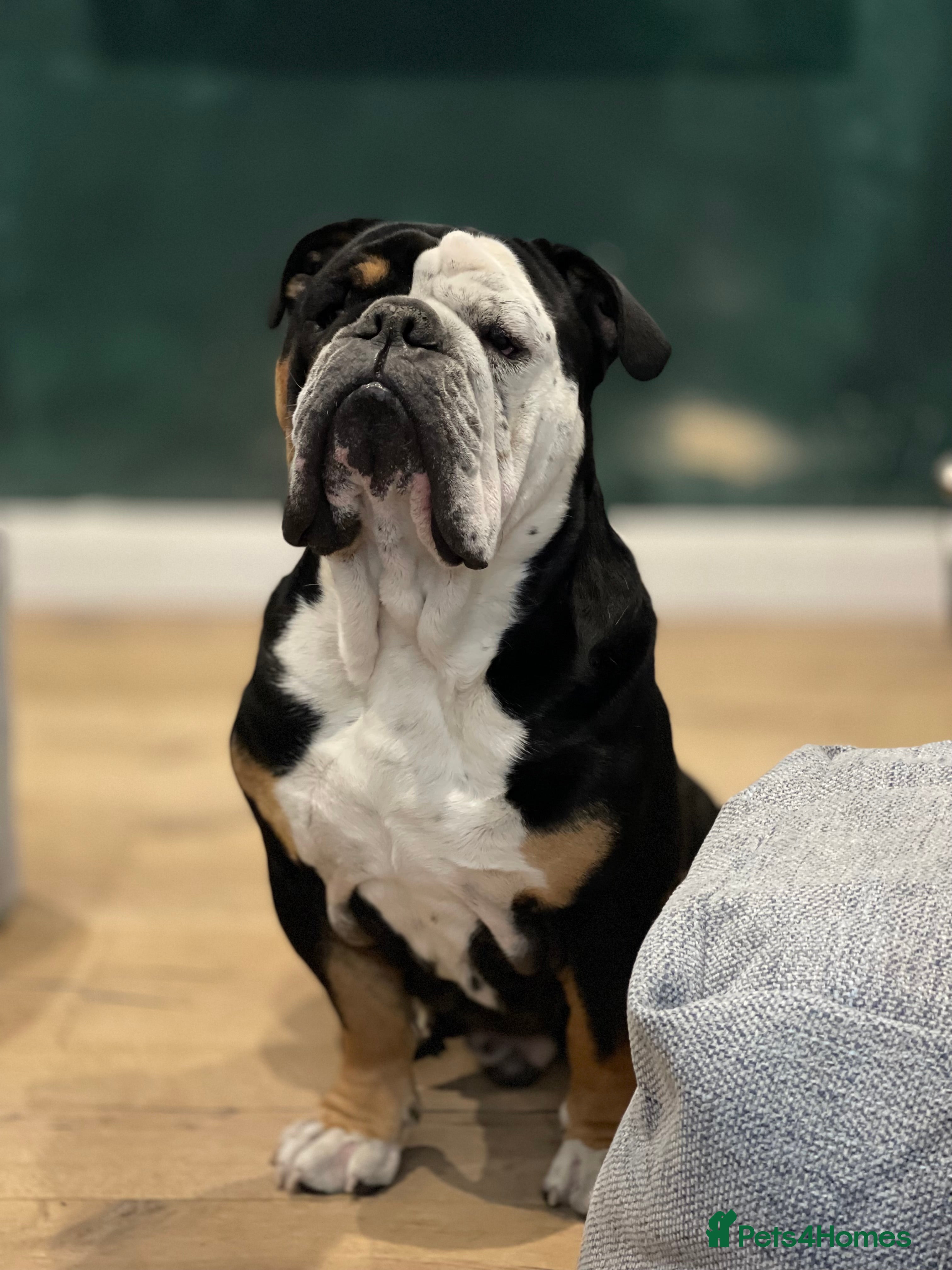 English Bulldog dogs Alfie English Bulldog  - Advert 9