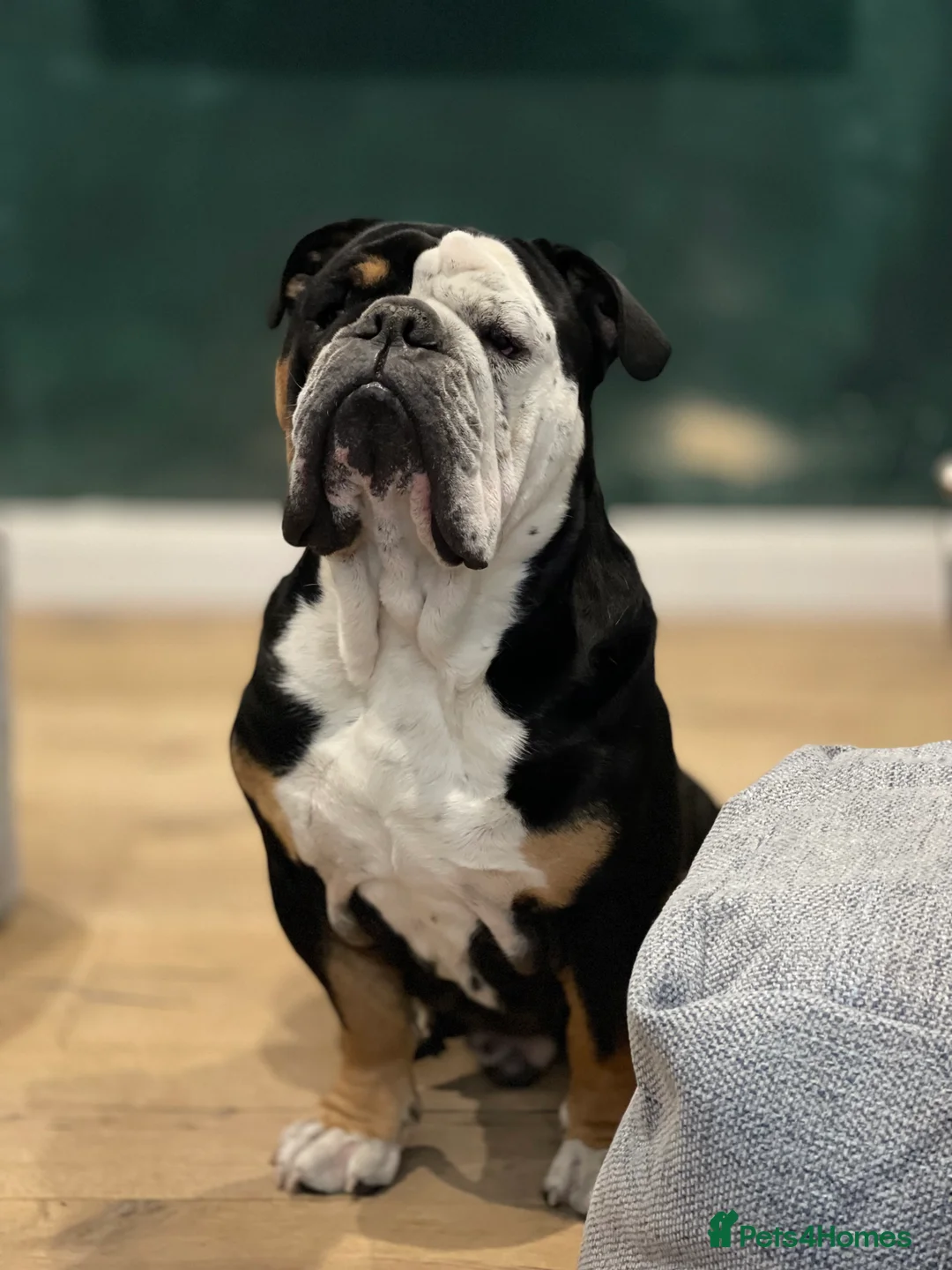 English Bulldog dogs for sale: Alfie English Bulldog  - Advert 1