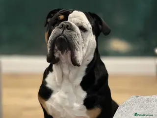 English Bulldog dogs Alfie English Bulldog - Advert 6