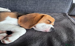 Beagle dogs for sale: Lexi  - Advert 7