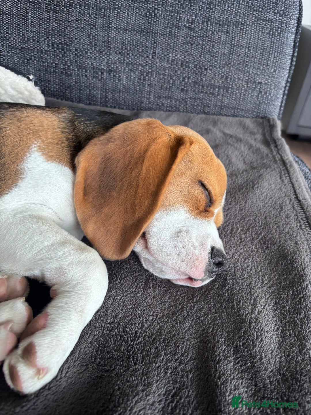 Beagle dogs for sale: Lexi  - Advert 7