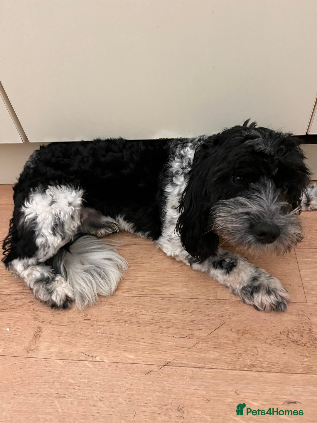 Cockapoo dogs for sale: 2year old cockerpoo boy - Advert 10