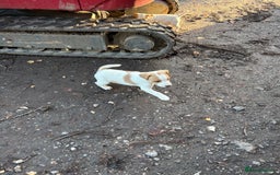 Jack Russell dogs for sale: Jack Russell  - Advert 4