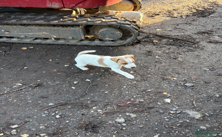 Jack Russell dogs Jack Russell  - Advert 15