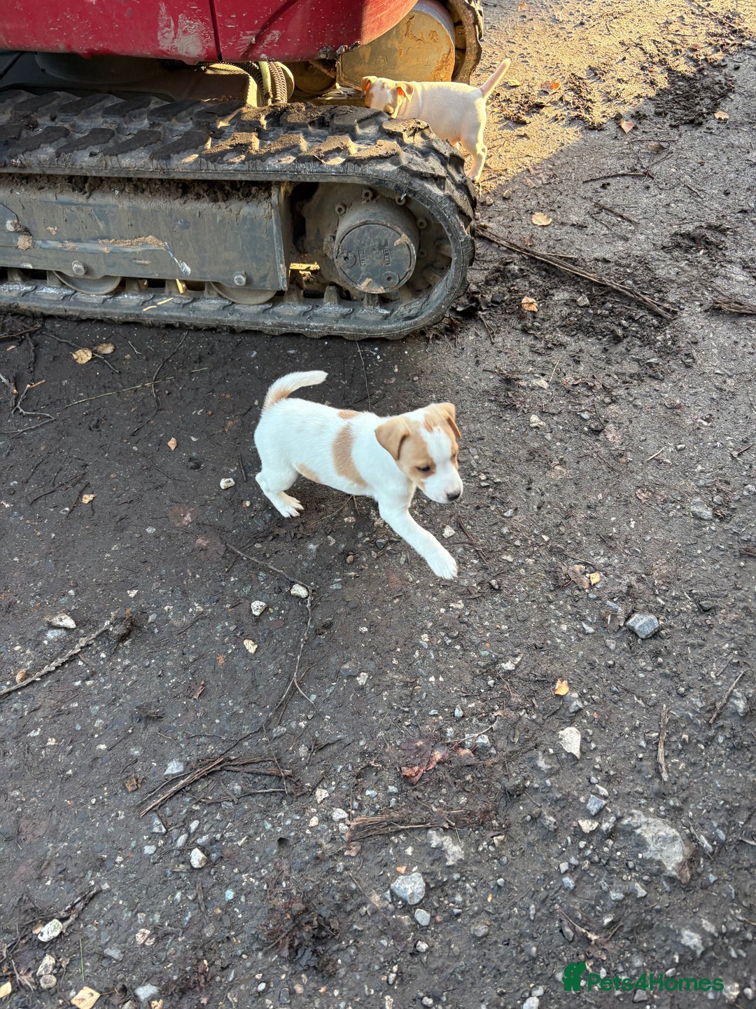 Jack Russell dogs for sale: Jack Russell  - Advert 4