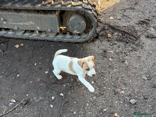 Jack Russell dogs Jack Russell - Advert 2