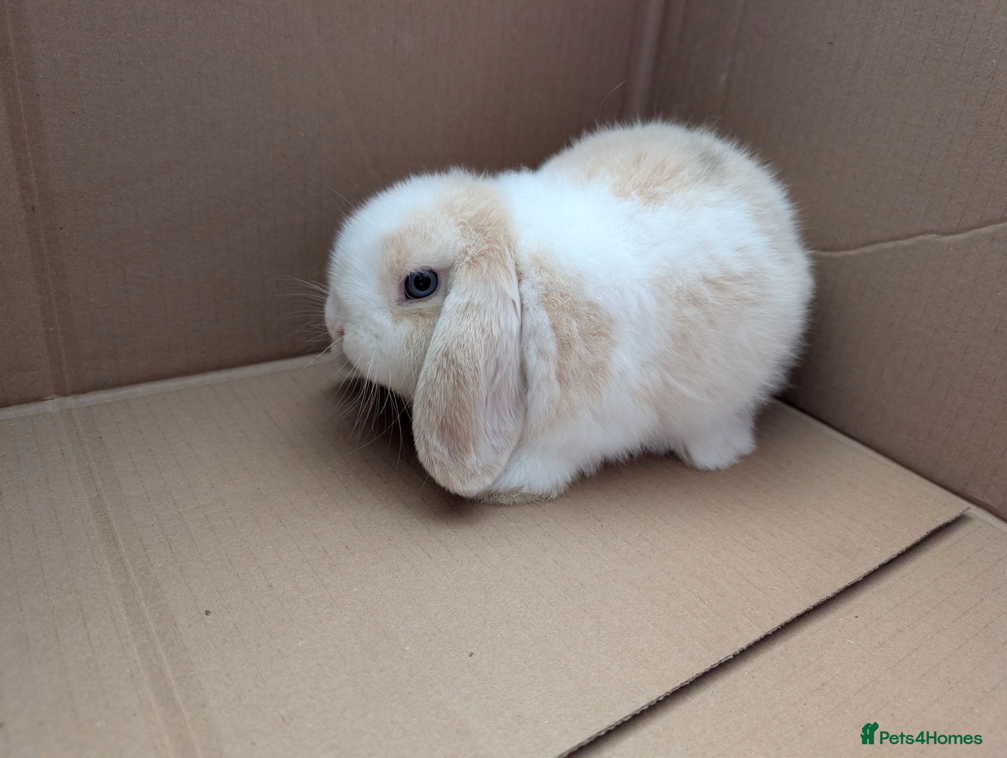 Mini Lop rabbits Beautiful blue-eyed Mini Lop sisters - Advert 3