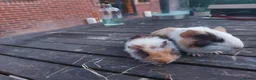 Guinea Pig rodents for sale: Beautiful baby Guinea PIgs - Advert 12