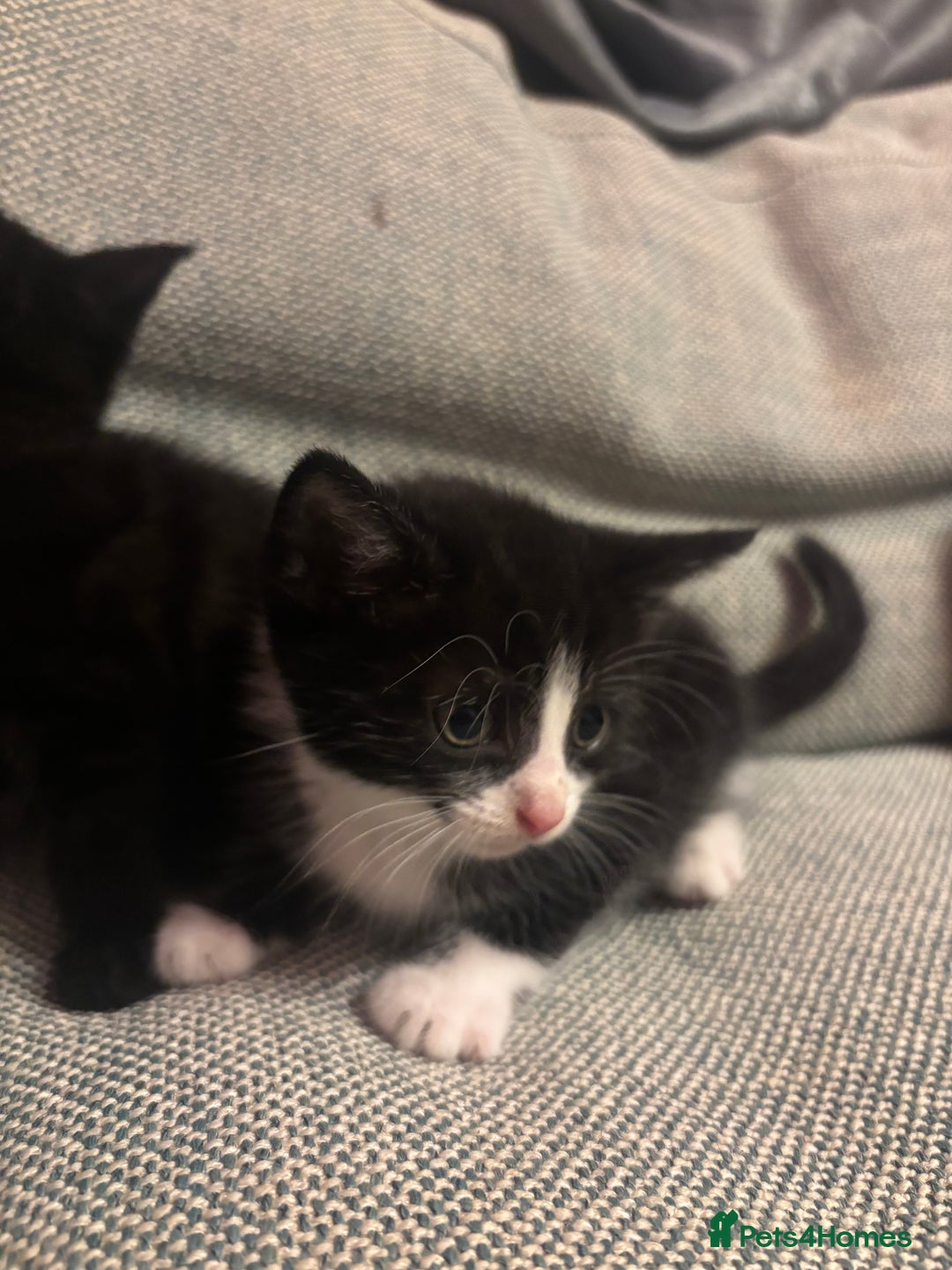 Mixed Breed cats for sale: Kittens for sale  - Advert 4