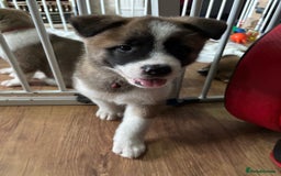 Akita dogs for sale: American akita Female bitches  - Image 23