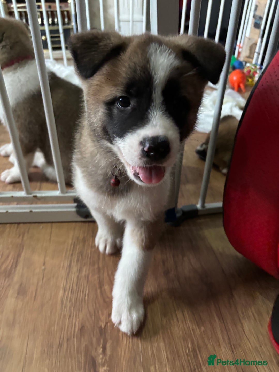 Akita dogs for sale: American akita Female bitches  - Image 23
