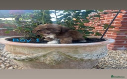 Jackapoo dogs for sale: 5 beautiful Jackapoo boys ready now!  - Image 1