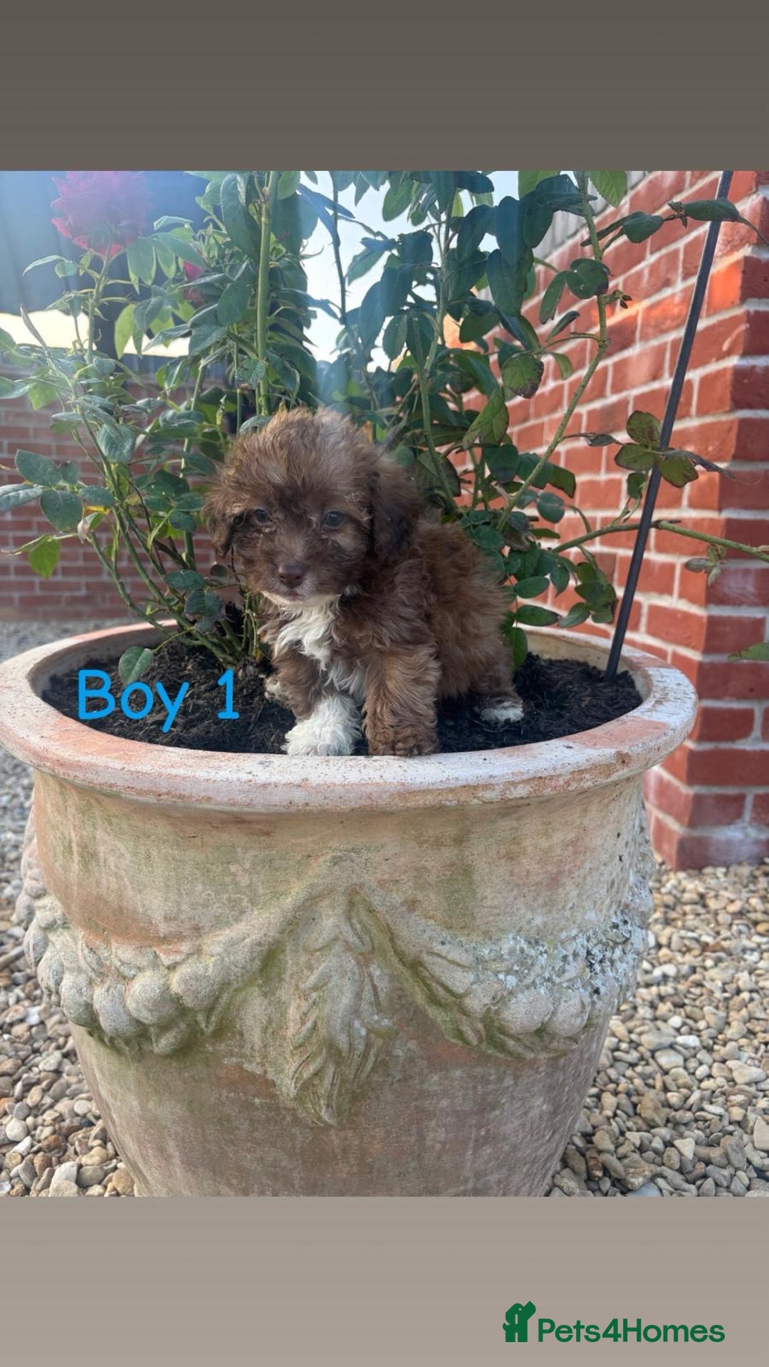 Jackapoo dogs for sale: 5 beautiful Jackapoo boys ready now!  - Image 1