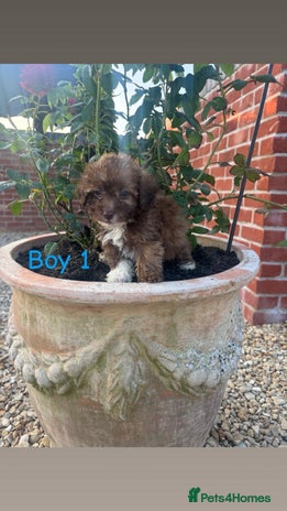 Jackapoo dogs - Advert 1